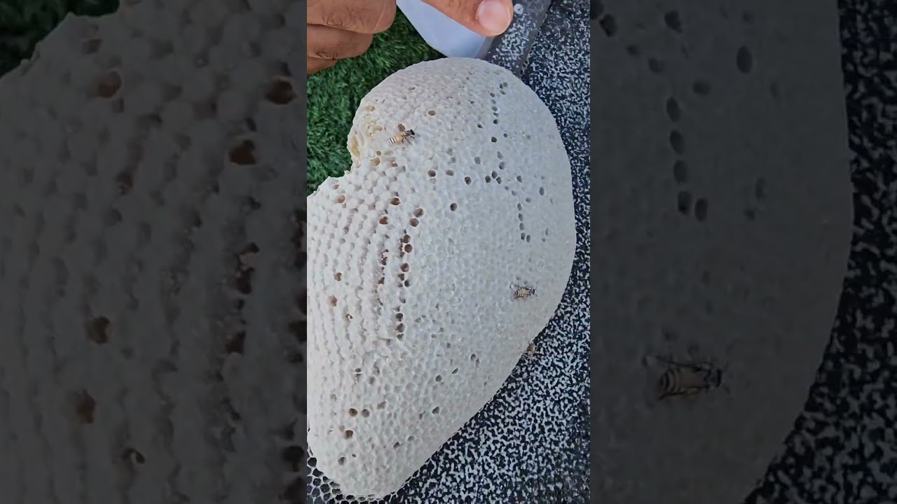 قص خلية بريه النحل الصغير نحل الدار