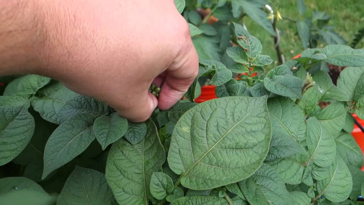 Removing flower buds from potatoes