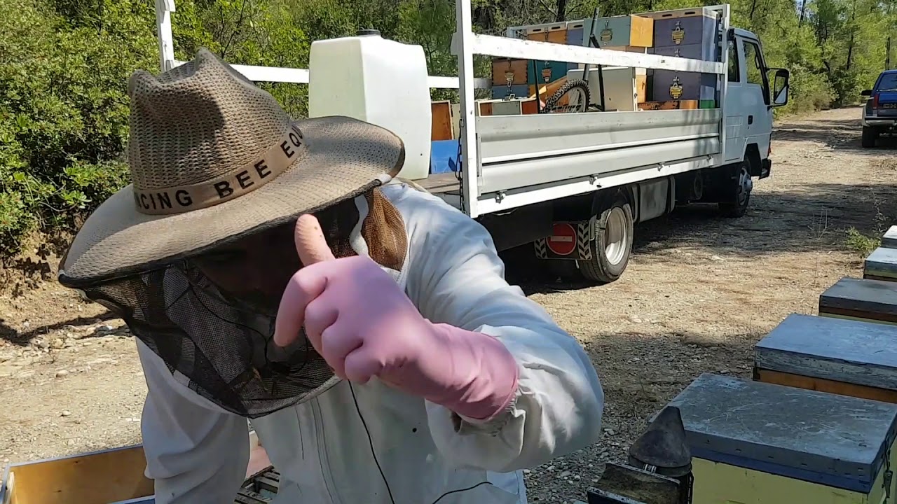 Τρύγος καλοκαιρινού Πεύκου 1ο Χέρι. Ιούλιος 2018