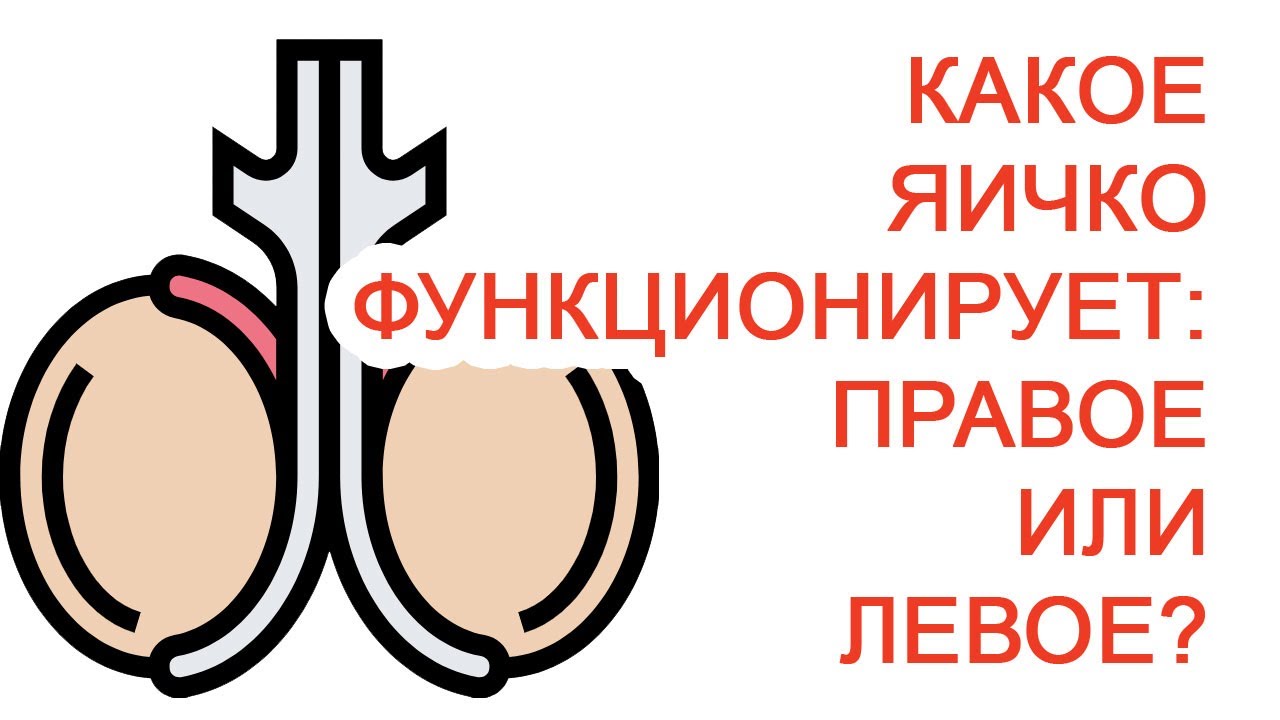 Какое яичко функционирует: правое или левое? / Доктор Черепанов