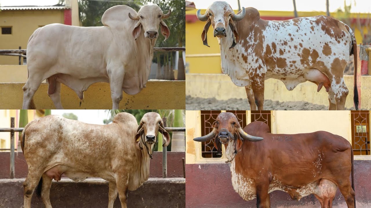 Shree rajmoti gir gaushala kodinar gondaliya gir bull mayur gir bull harry gir bull radar gir bull