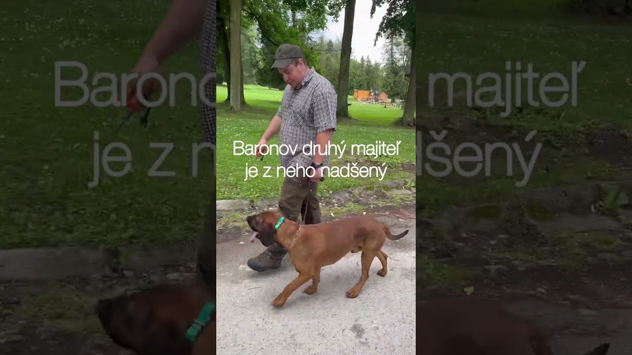 BARON - prevýchova 3 ročného farbiara