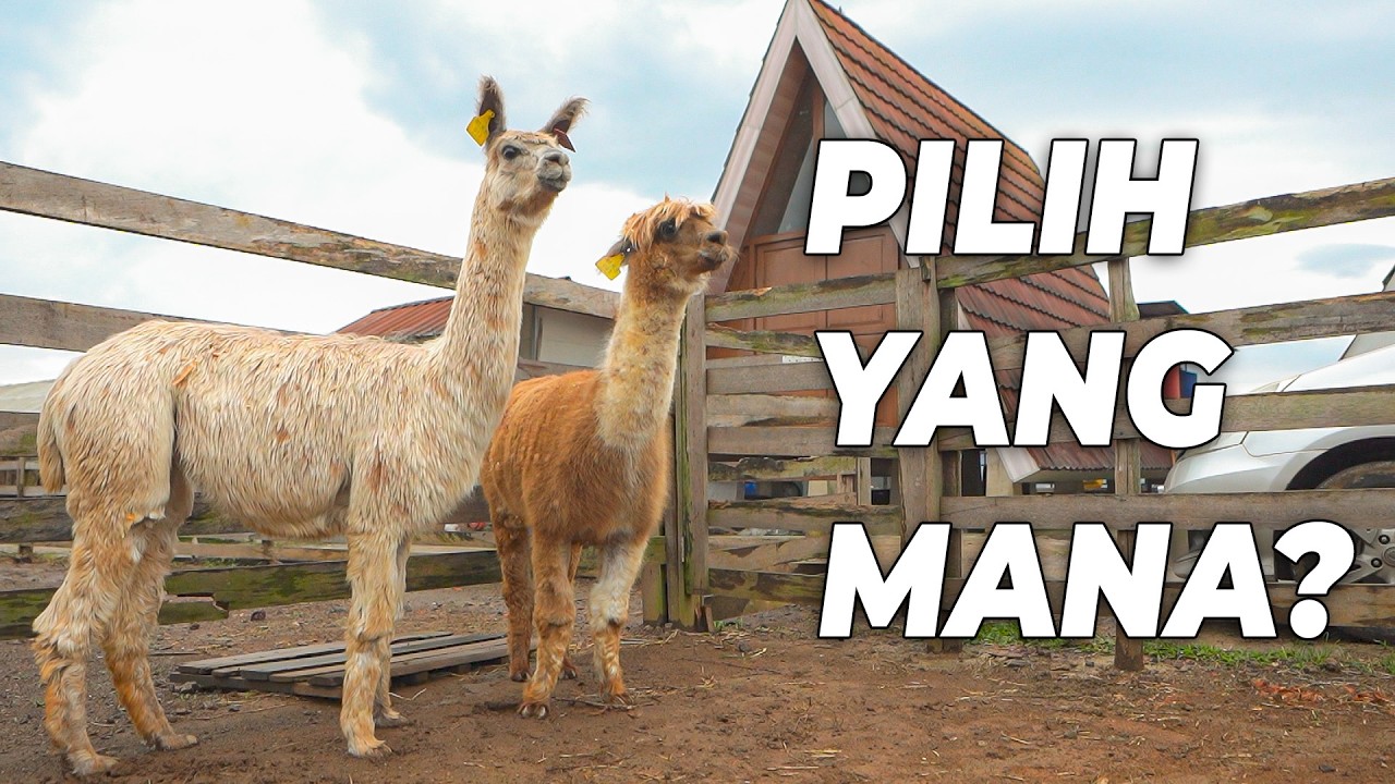 PERIKSA KESEHATAN ALPACA YANG TERNYATA HAMIL?