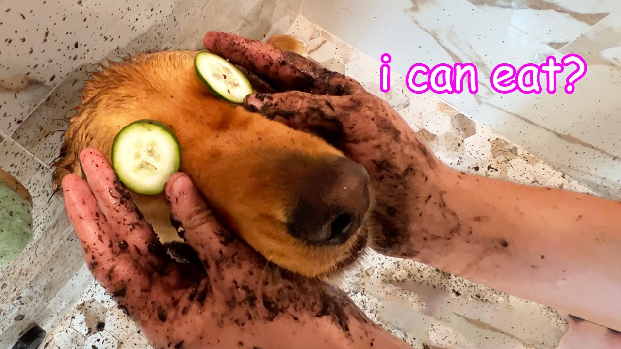 Я устроила своим собакам сюрприз в спа-день! 🛁 *пошло не так*