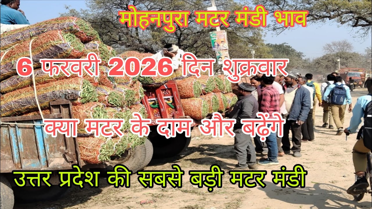 🫛मटर के भाव तेजी बरकरार!मोहनपुरा मटर मंडीभाव। 6 फरवरी 2026। Mater rate today।उत्तर प्रदेश