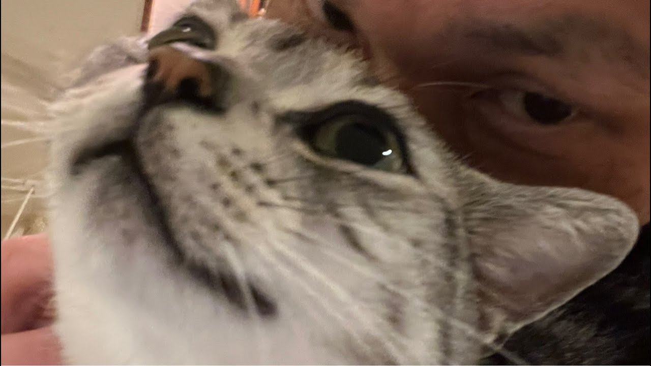 【誕生日】みーちゃん生まれてきてくれて家にきてくれてほんまにありがとう