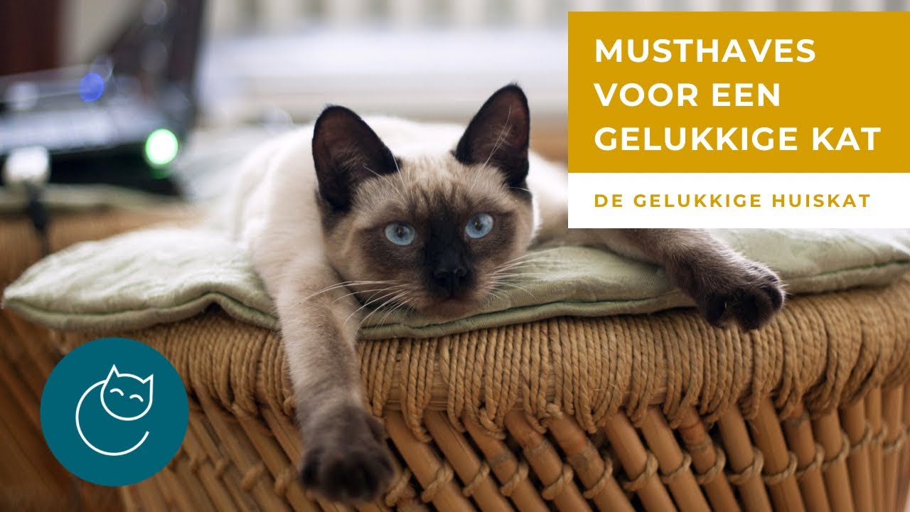 DEZE SPULLEN HEEFT EEN KAT MINIMAAL NODIG - De gelukkige huiskat- kattengedrag