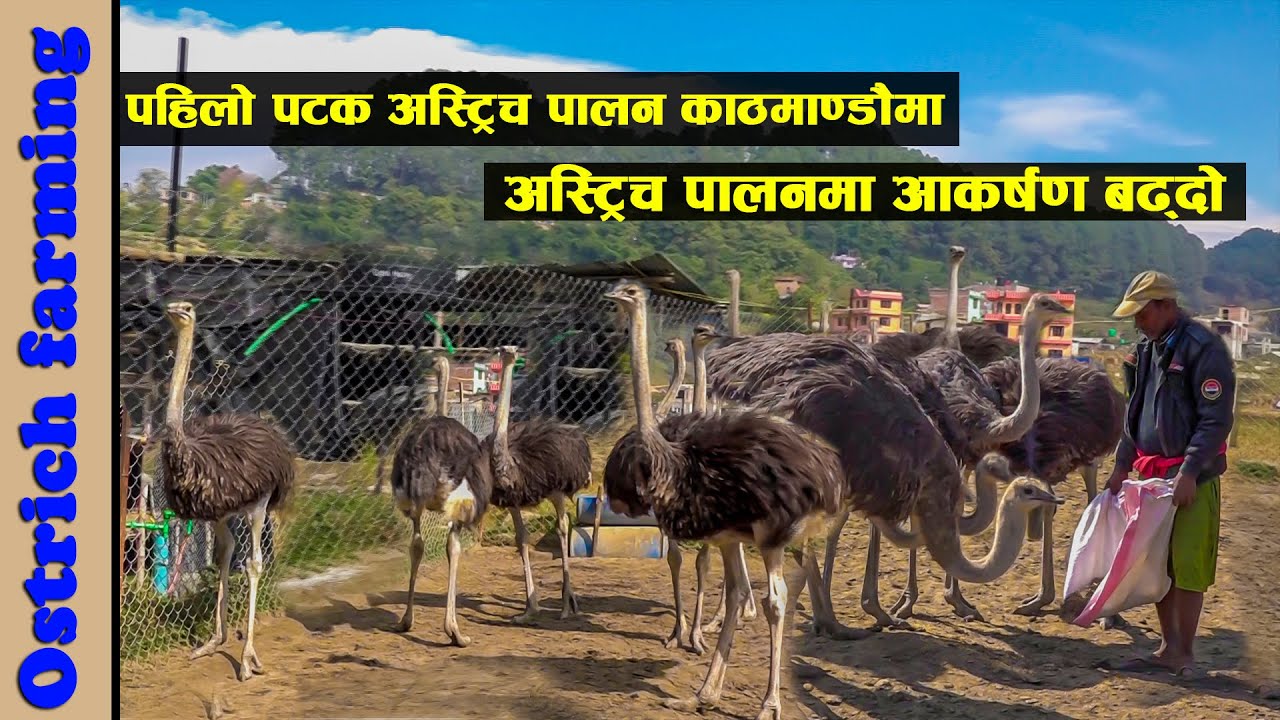अस्ट्रिच पालनमा आकर्षण बढ्दो, भक्तपुरका युवाहरू मिलेर अस्ट्रिच पालन गर्दै | Ostrich Farming in Nepal