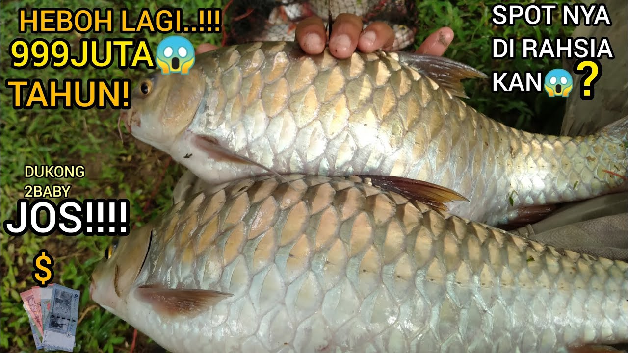 VIRAL:KETAR KETIR MAKNUSIA MELIHAT NYA!MEMANCING SPOT PALING DI RAHSIAKAN,!EPISOD64.