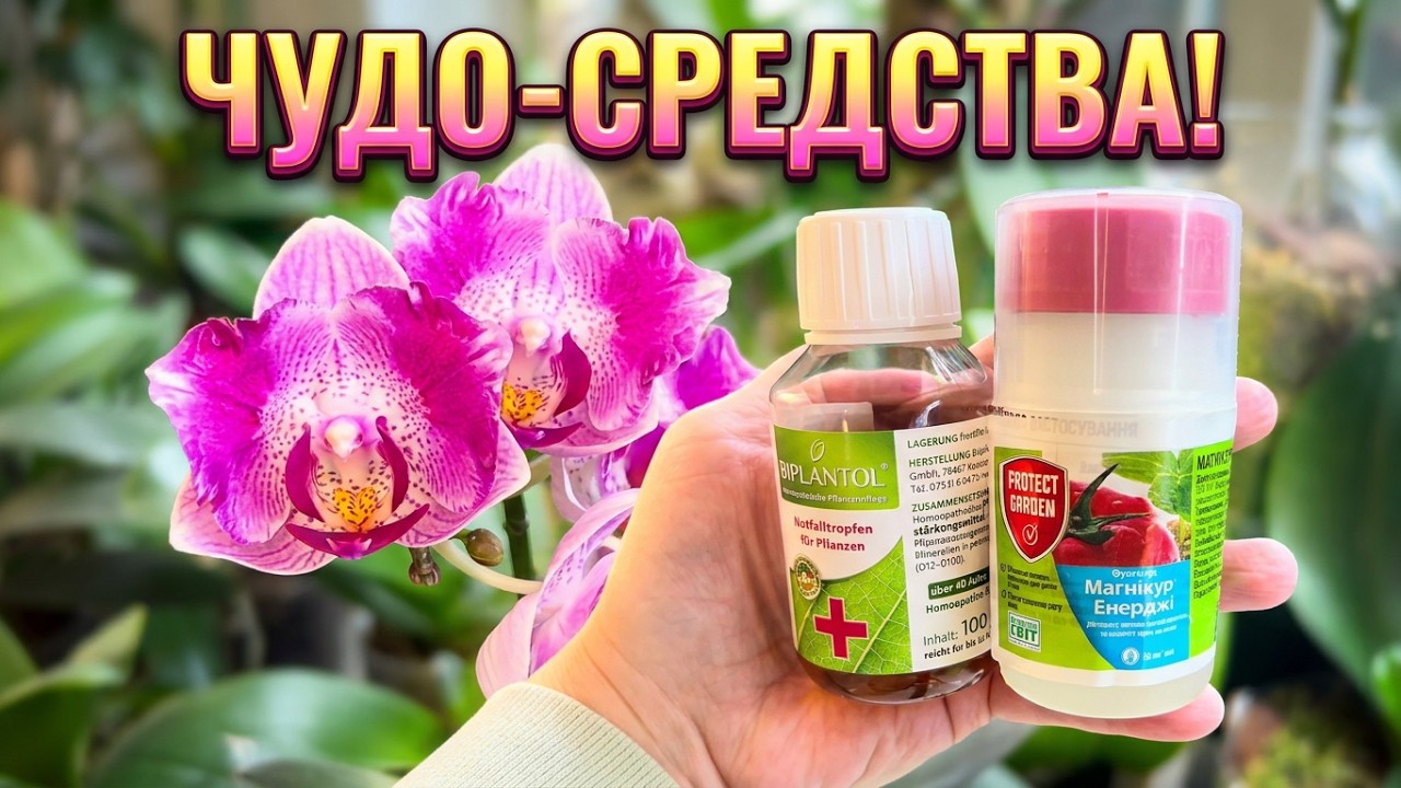 Как мои #орхидеи пережили тяжёлую зиму? Препараты, которые помогли орхидеям. Полив ЗС у орхидей.