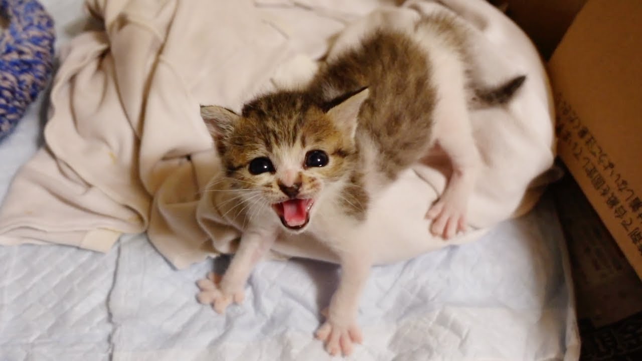 【悲報】激おこな子猫に初めて威嚇されました…