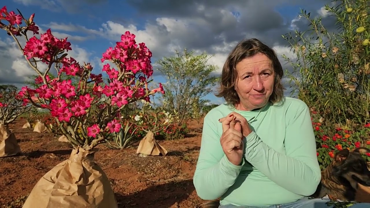 Rosa do Deserto no INVERNO! Será que perde!?!?!