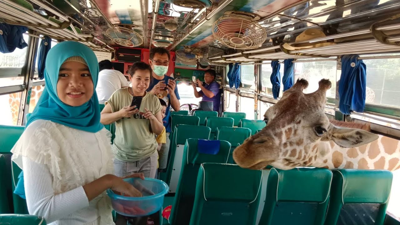 ตะลุยแดนยีราฟ Safari Park &. Camp Kanchanaburi