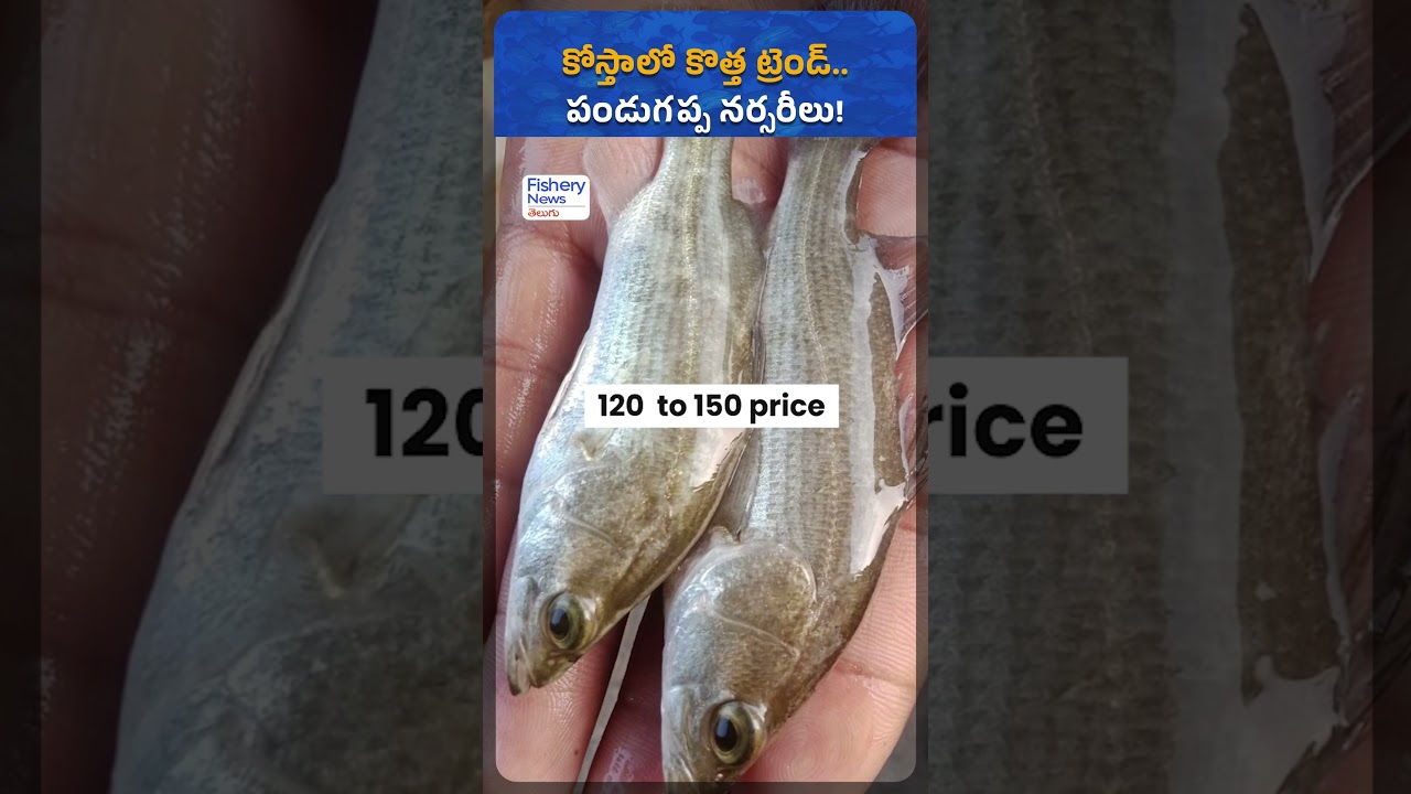 🦀 A new aquaculture trend is transforming coastal Andhra Pradesh!