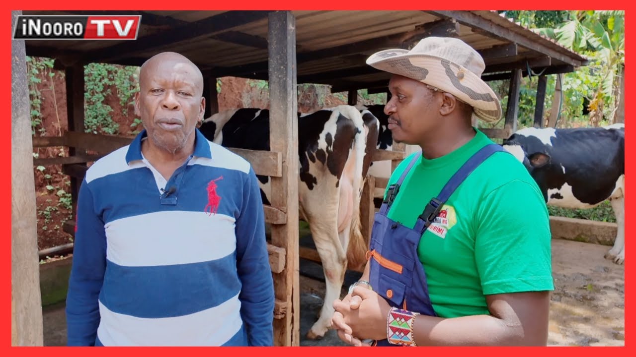 Ũrĩmi wa Ng’ombe cia Iria na Muhika Coffee and Dairy Farm #MũgamboWaMũrĩmi