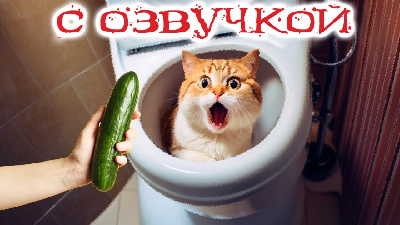 Приколы с котами! КОТ ЗАСТРЯЛ! Смешные коты С ОЗВУЧКОЙ! Самые смешные животные!