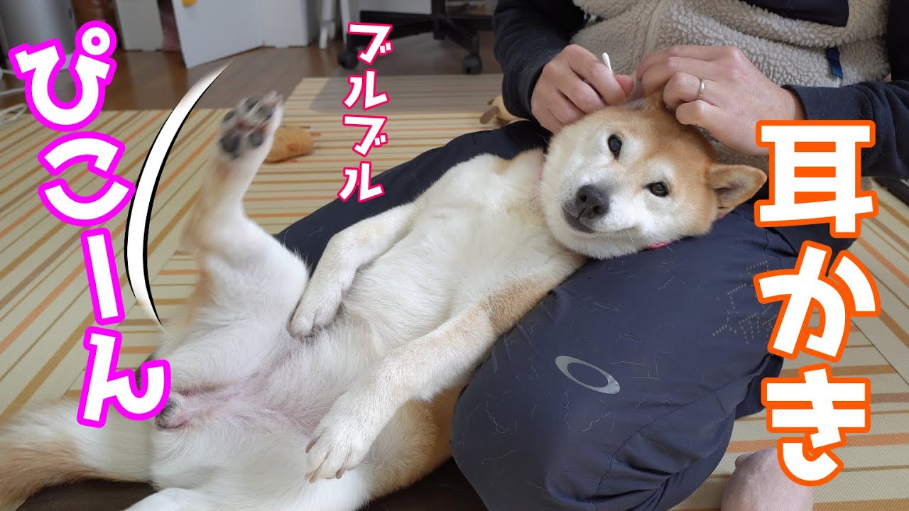 【痙攣】耳かきすると足も連動する柴犬