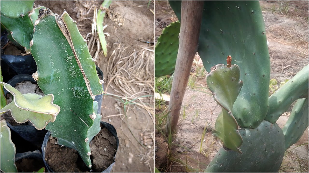 así realice injerto de pitahaya en tunas y pitahaya.