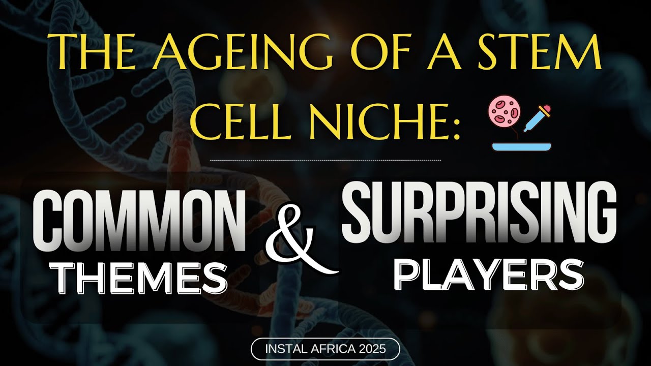 The Ageing of a Stem Cell Niche: Surprising Discoveries & Common Themes in Developmental Biology