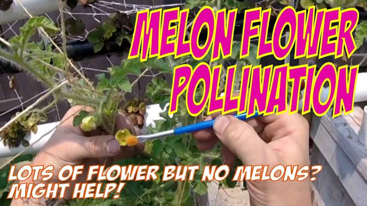 Melon Flower Pollination. Tips on Pollinating Watermelon and more
