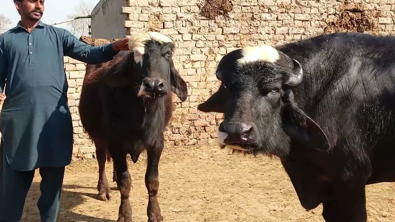 Watch pure neeli Ravi buffalo for sale in Punjab Pakistan on YouTube Altaf buffaloTV 03015437908