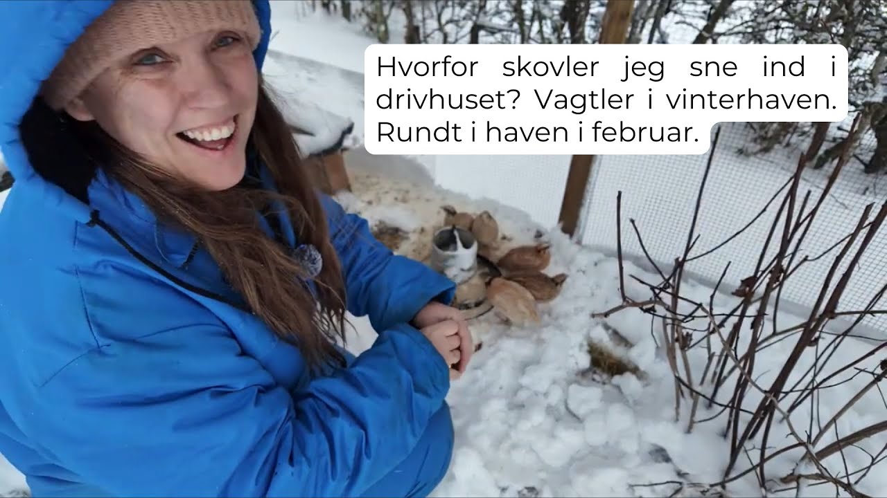 Jeg skovler sne ind i mit drivhus, kom med ind til vagtlerne og rundt i den vidunderlige vinterhave.