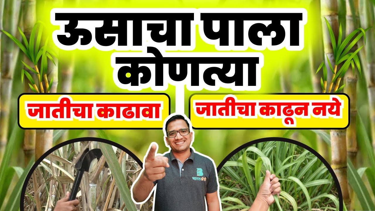 ऊसाचा पाला काढावा का? कोणत्या जातीमध्ये काढावा आणि कोणत्या मध्ये नाही | #sugarcane