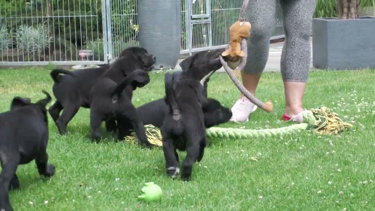 8 und 9 Wochen alte Cane Corso Welpen. www.cane-corso-zwinger.de