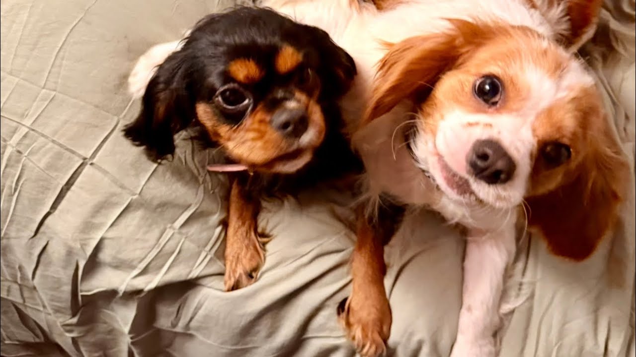 ASMR: Meet my Cavvies! Storytime AND Some Random Facts about the Cavalier King Charles Spaniel💕