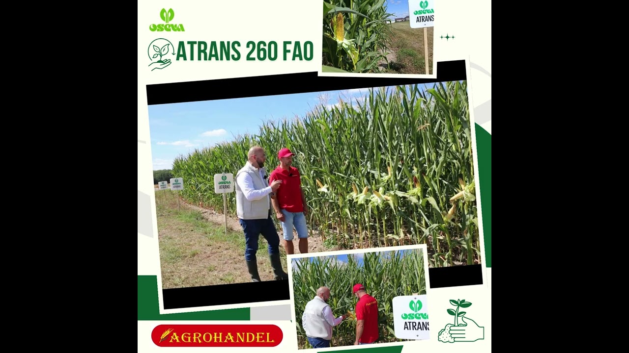 ATRANS 260 FAO 🌽 Energia⚡ z Twojego pola !