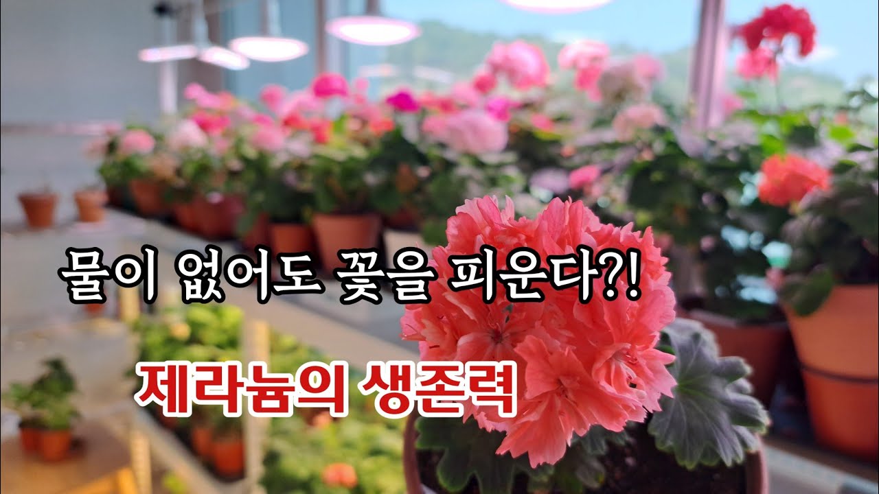 20일 만에 피어난 작은 기적 / 제라늄과 블루퀸즈 티아라의 성장 이야기