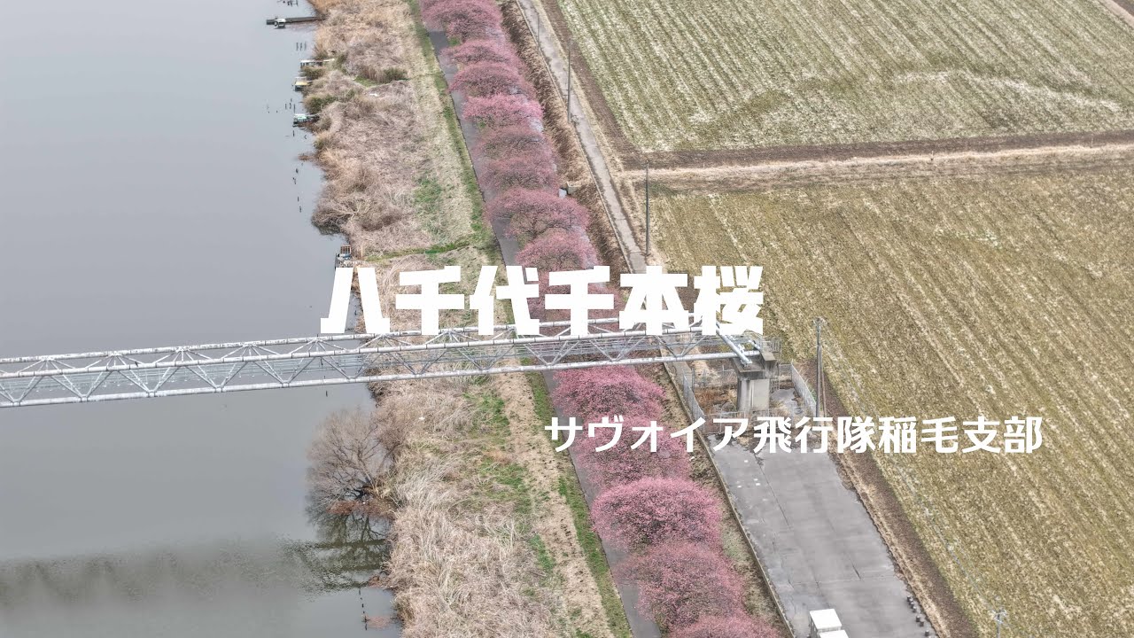 八千代千本桜(川津桜)