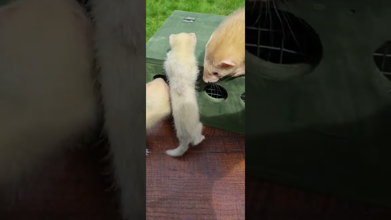 micro ferret vs normal size ferret pro and cons