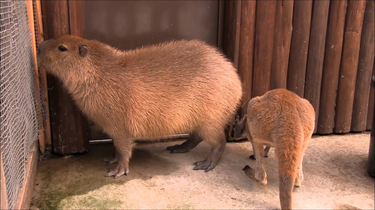 カピバラ　（神戸どうぶつ王国篇）帰りたい帰りたい帰りたい
