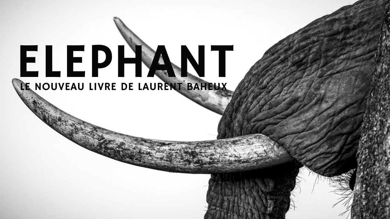 ELEPHANT : le nouveau livre de Laurent Baheux