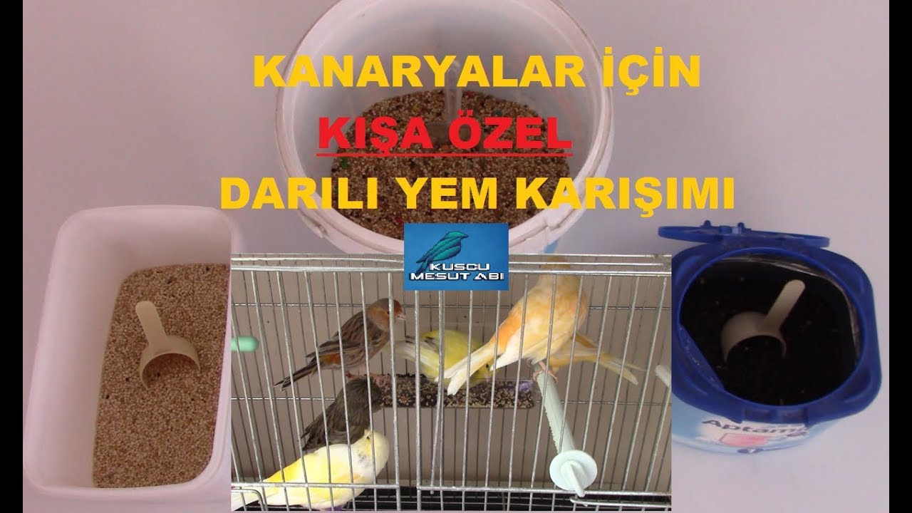 Kanaryaların KIŞI DAHA RAHAT GEÇİRMESİ İÇİN | Kışa Özel Darılı Yem Karışımı