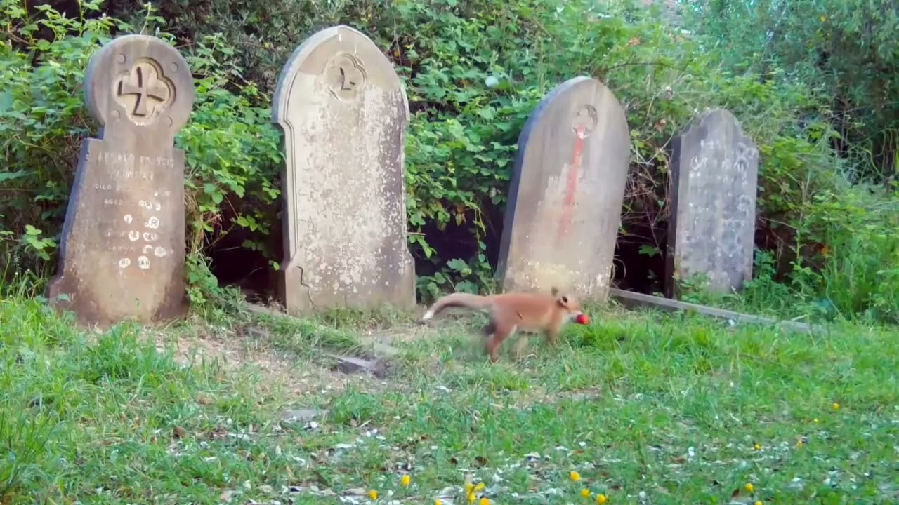 a baby fox playing in a graveyard