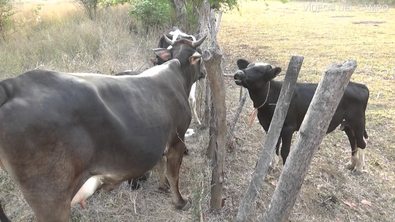 Llevar las vacas al potrero.