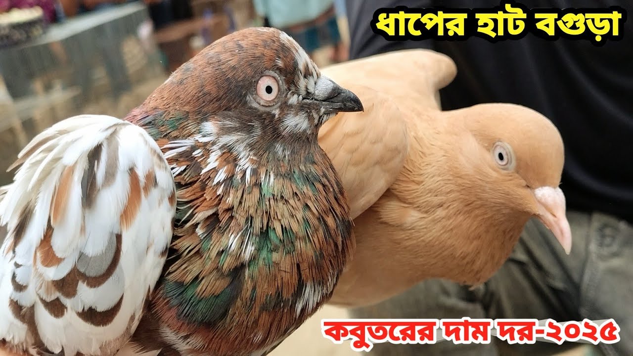 পানির দরে সেরা মানের কবুতর কিনুন আজই||ধাপের হাট বগুড়া||কবুতরের দাম দর_২০২৫||Pegion price bd-2025||