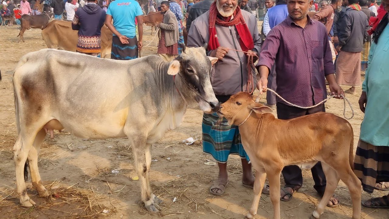@আজ ১৫ জানুয়ারি ২৬ | বাচ্চাসহ দেশাল এবং শাহিওয়াল গাভী গরুর দাম | রানীগঞ্জ হাট | দিনাজপুর 