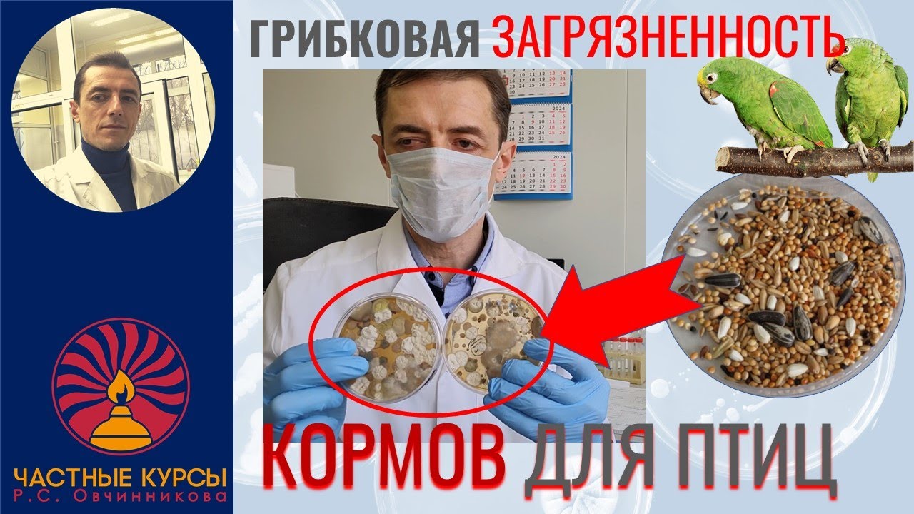 Грибковая загрязненность кормов для птиц. Аспергиллы, плесени. Связь с болезнями. Реальные данные
