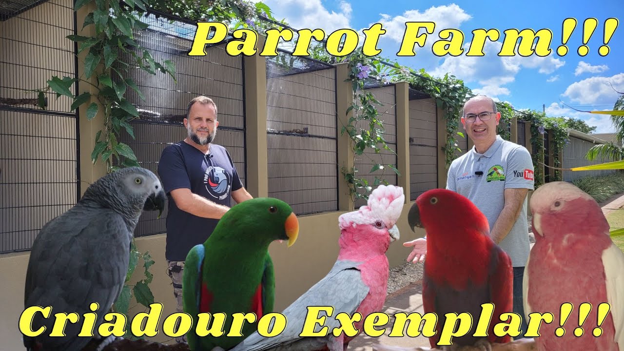 UM DOS MAIORES CRIADORES DE PAPAGAIOS DO CONGO E ECLECTUS DO BRASIL!!!