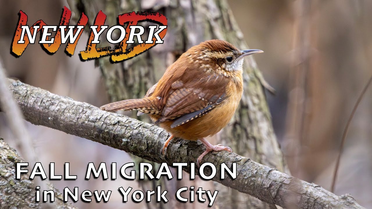 Fall Migration in New York City