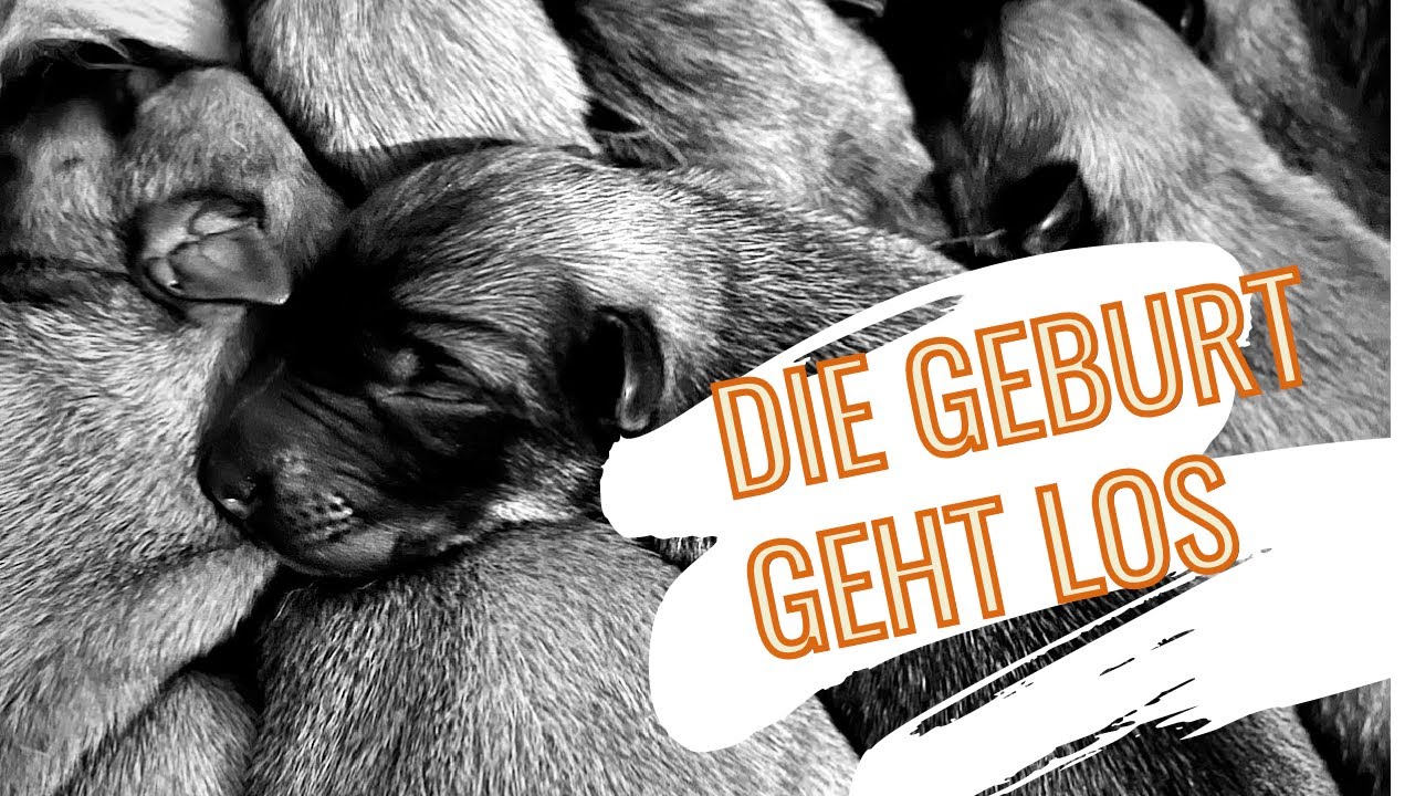 Donna bekommt ihre Welpen | Vorbereitung + Geburt | SCHOCK 😳