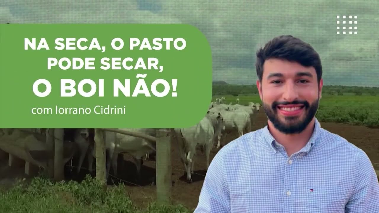 PASTO NA SECA: ESTE É O GUIA PARA ESCOLHER O CAPIM IDEAL E GARANTIR O LUCRO! CONFIRA