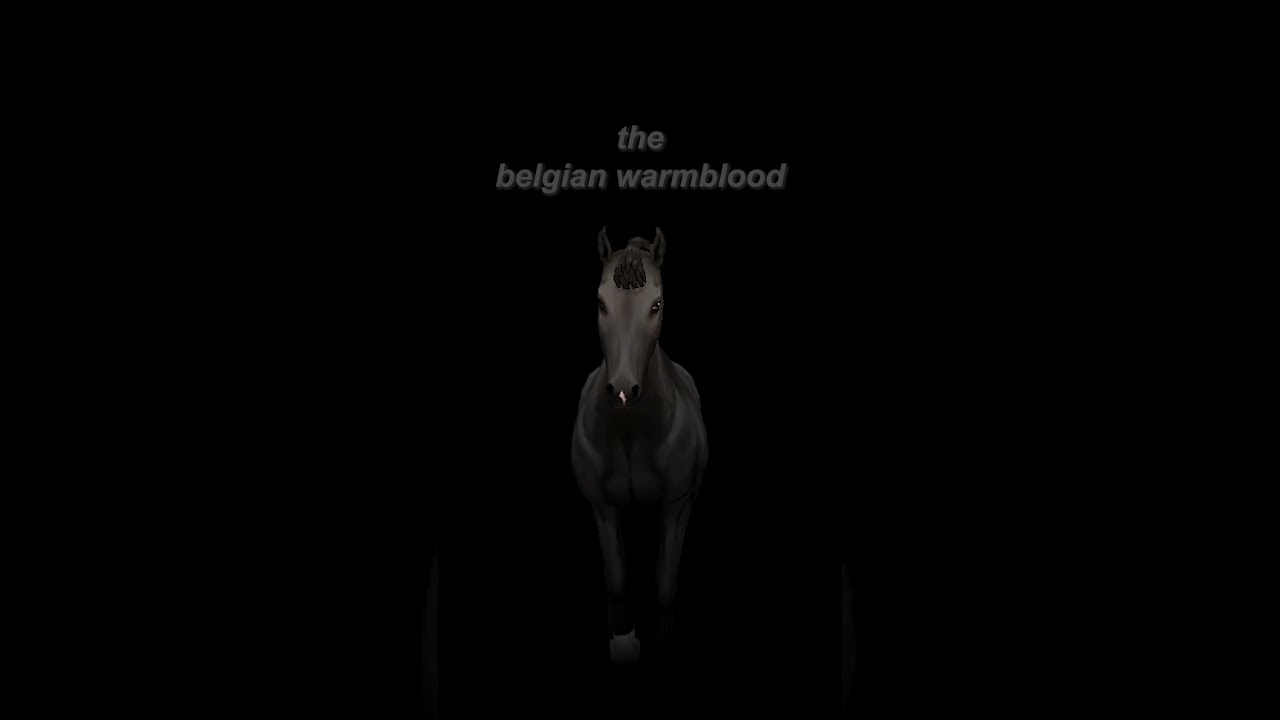 The Belgian Warmblood ❤  #sso #ssoshorts #starstableonline #ssoedits