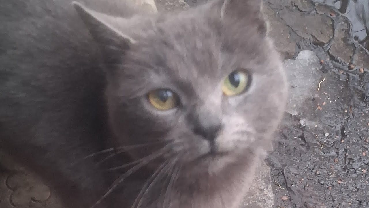 Funny pets😅🤣🤣😂😅🤣😂😂😂😅😅😅🥰😇😨😢😹😹😹😹😸😸😸😸😺😺💘🙉🙉