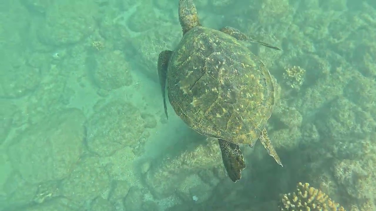 Tortuga #2 3/6/26