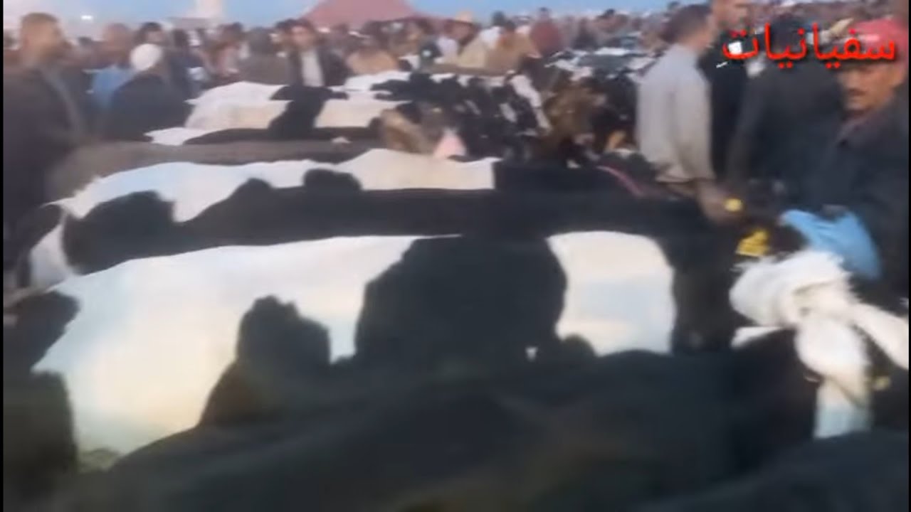 22 juin 2022البقرة الوالدة و الضارة مباشرة من الفقيه بن صالح مع سفيانيات دايما فرجة ممتعة مرحبا