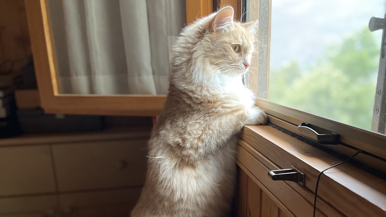 @5 - The Garden - gardening, hillwalking, cats surveying, outdoor cooking